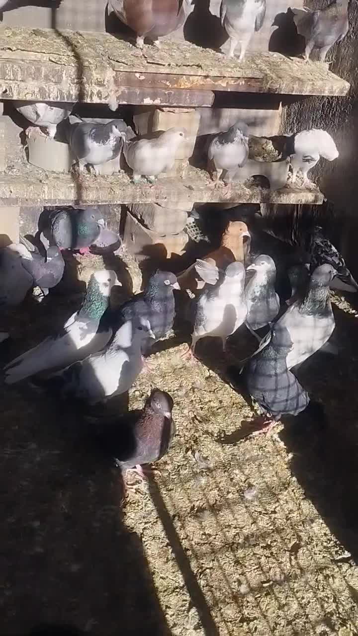 کفتر پرشی|پرنده|مشهد, باغون آباد|دیوار