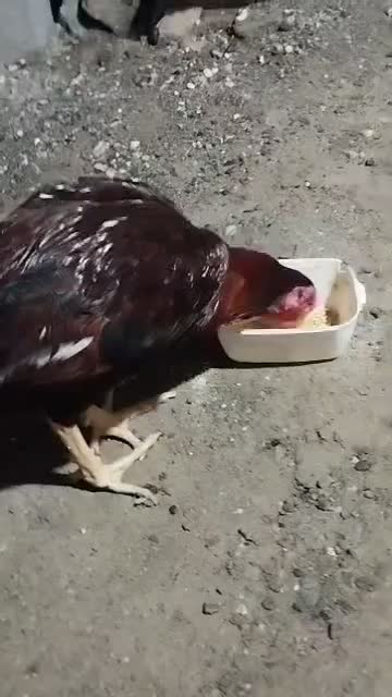 خروس|حیوانات مزرعه|بیکاه, |دیوار