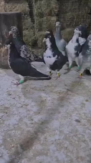 کفتر|پرنده|شیراز, شهرک گلها|دیوار