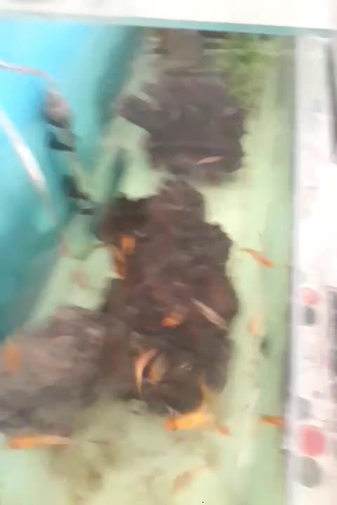 ماهی وآکواریوم|ماهی|ایلام, |دیوار