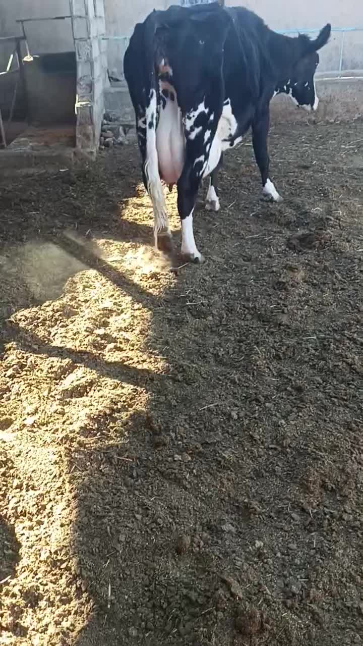 گاو شیری|حیوانات مزرعه|سده (خراسان جنوبی), |دیوار