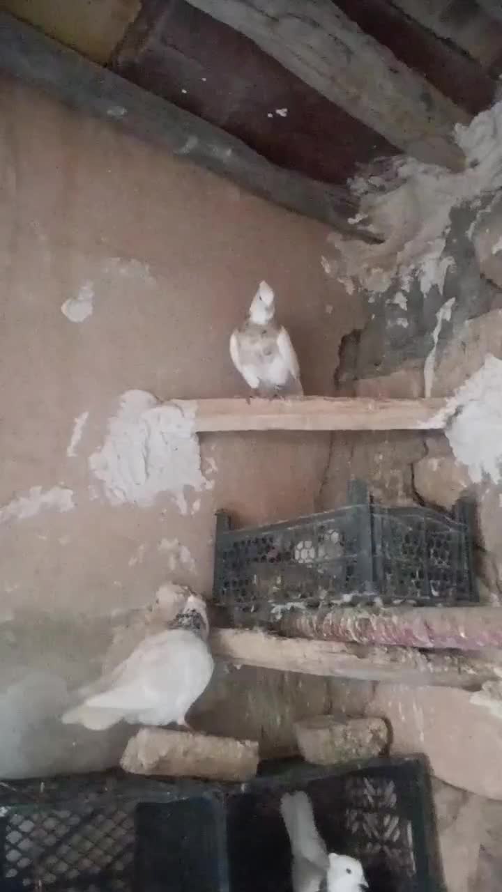 طوقی درجه یک|پرنده|اسلام‌‌آباد غرب, |دیوار