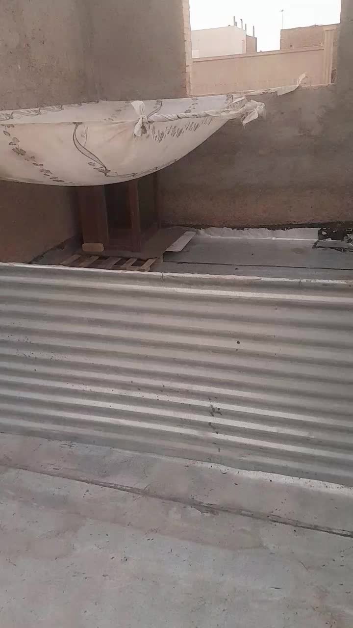 سگ اشپیتزماده|سگ|یزد, |دیوار