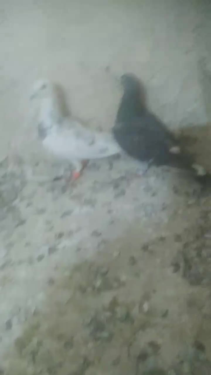 دوتا کفتر نر گرفتنی|پرنده|نیشابور, میدون بار|دیوار