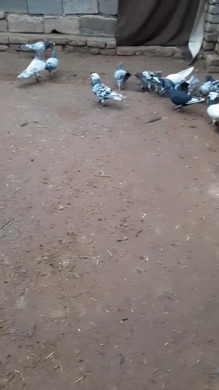 پرشی|پرنده|نیشابور, مازول|دیوار