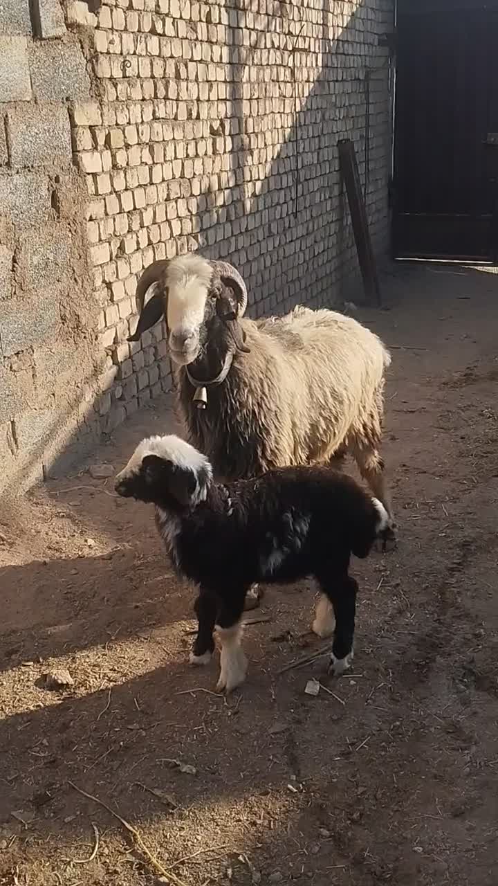 نمیشه بره گوسفند،قوچ بز|حیوانات مزرعه|نجف‌آباد, کهریزسنگ|دیوار