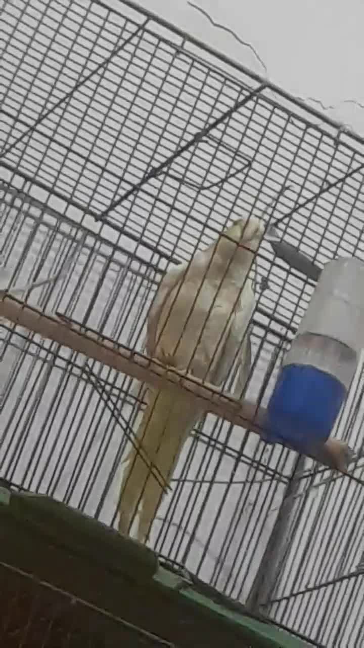 لوتینونرعروس هلندی|پرنده|قم, قلعه عموحسین|دیوار