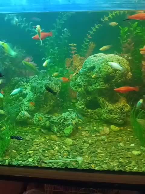 با نام خدا.ماهی مولی و سواتر|ماهی|خسروشاه, |دیوار