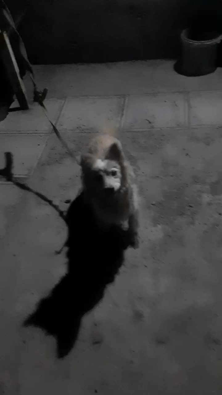 سگ پاکوتاه|سگ|مشهد, الهیه|دیوار