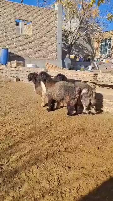 بره نر تخمی|حیوانات مزرعه|شهرکرد, |دیوار