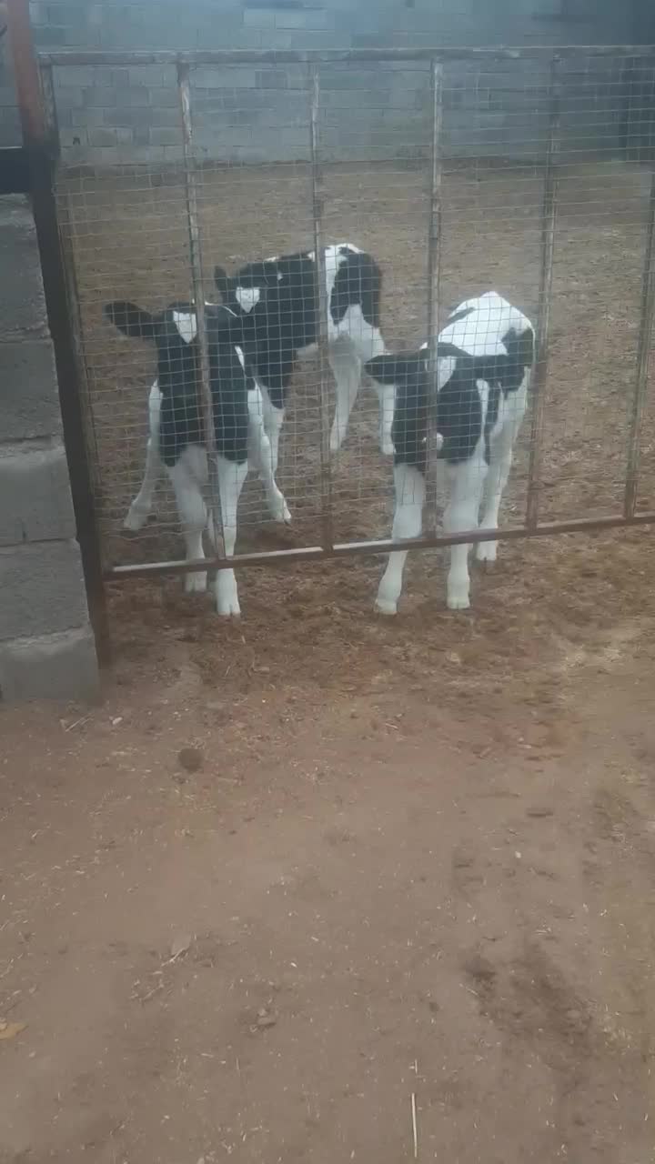 فروش گوساله|حیوانات مزرعه|چترود, |دیوار