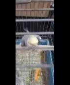 عروس هلندی|پرنده|رزن, |دیوار