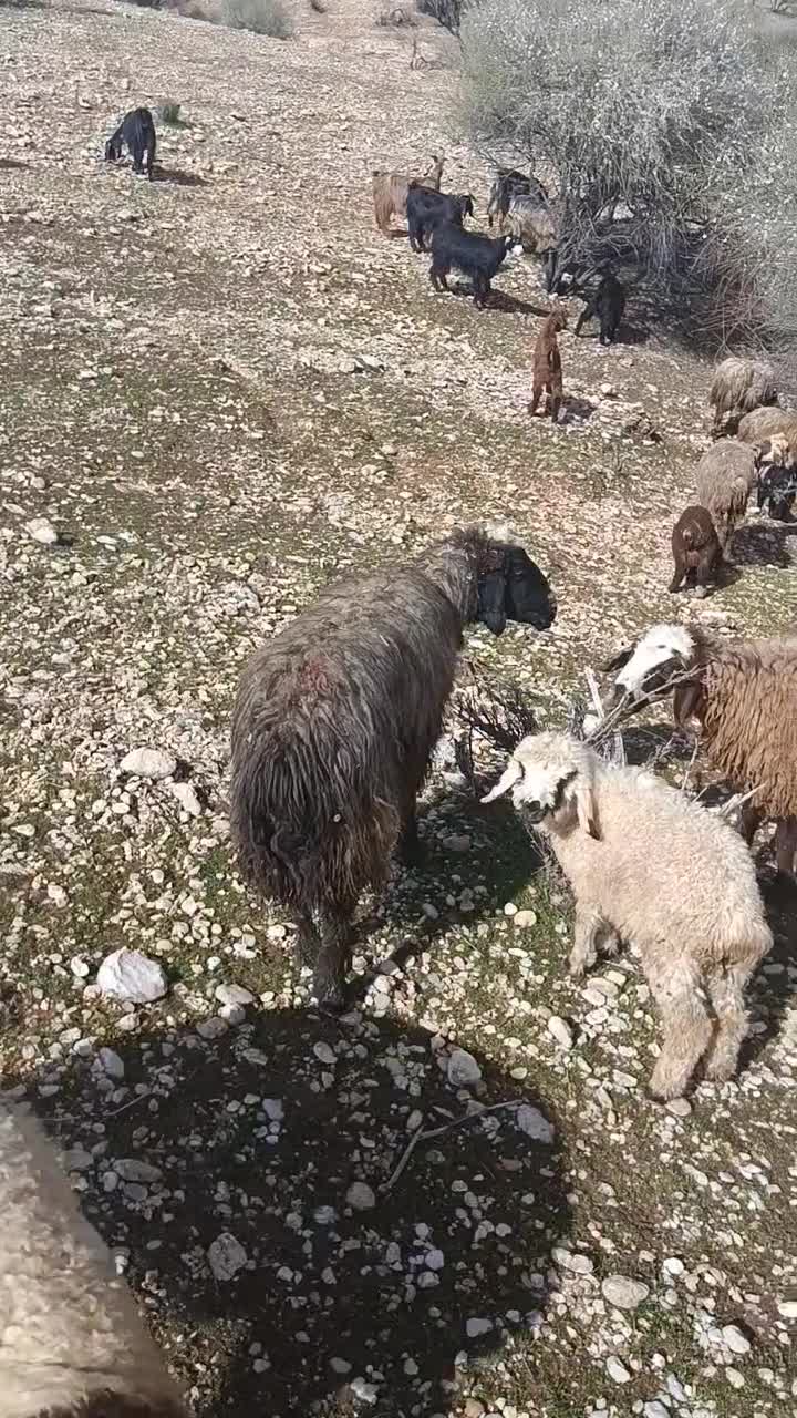 میش با بره|حیوانات مزرعه|دهدشت, |دیوار