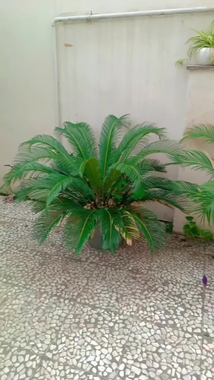 اجاره روزانه واحد دوخوابه لوکس آرامش ۲|اجارهٔ کوتاه‌مدت آپارتمان و سوئیت|رامسر, |دیوار