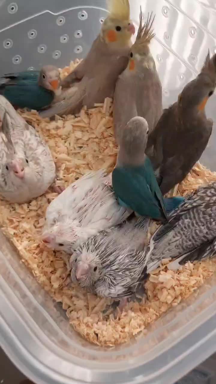 انواع عروس هلندی و برزیلی از سرلاکی تا بالغ و مولد|پرنده|گرمسار, |دیوار