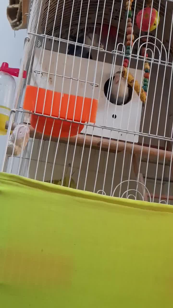 کوتوله برزیلی آبی رنگ،معاوضه با قناری یا فنچ گلدین|پرنده|تهران, زهتابی|دیوار