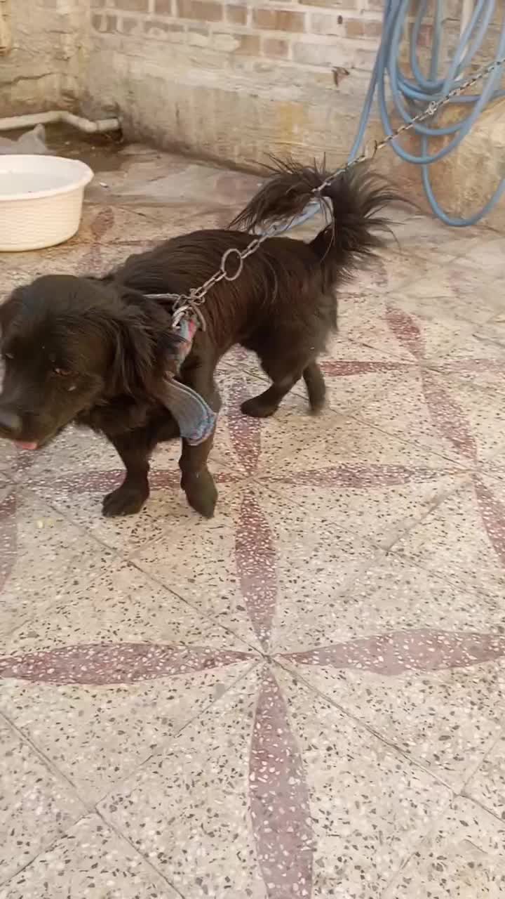 سگ پشمالو|سگ|دزفول, |دیوار