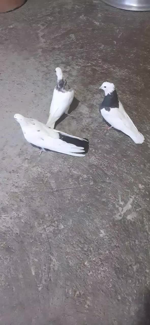 کفتر طوقی وتکدم|پرنده|کبودرآهنگ, |دیوار