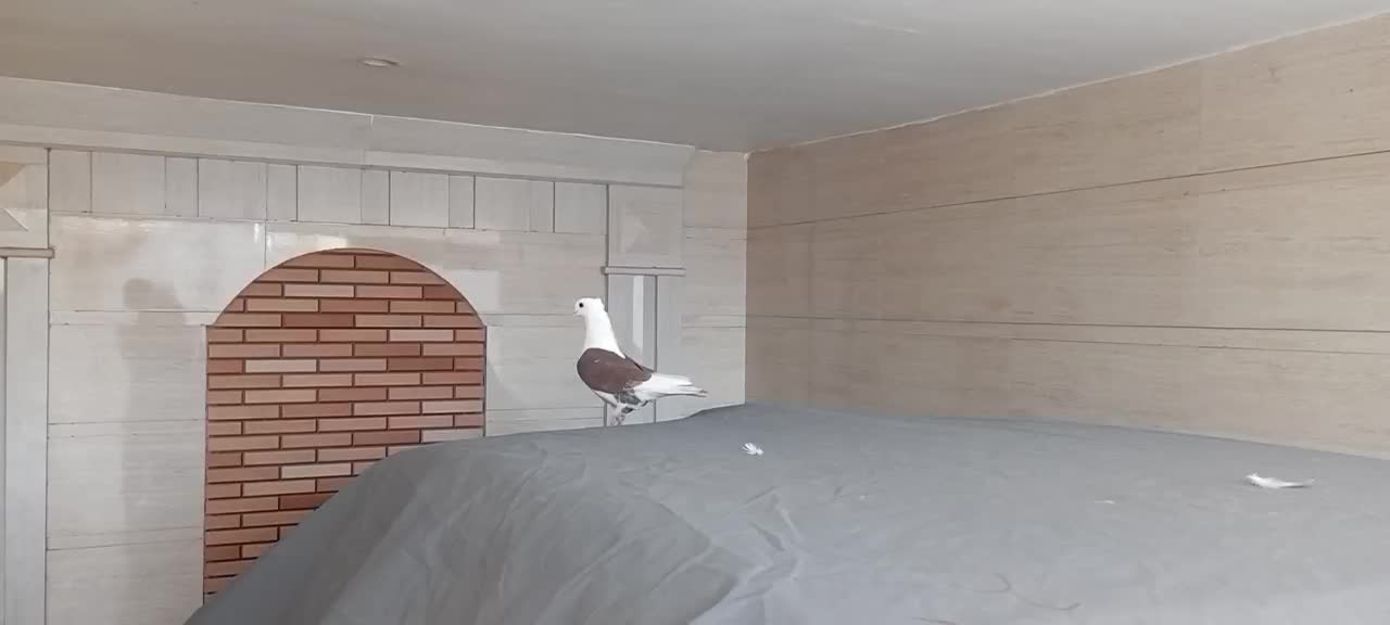 کبوتر زینتی|پرنده|شوش, |دیوار