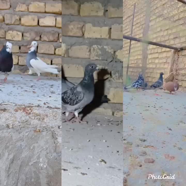 طوقی رنگی، سرور، ریش|پرنده|یزد, |دیوار