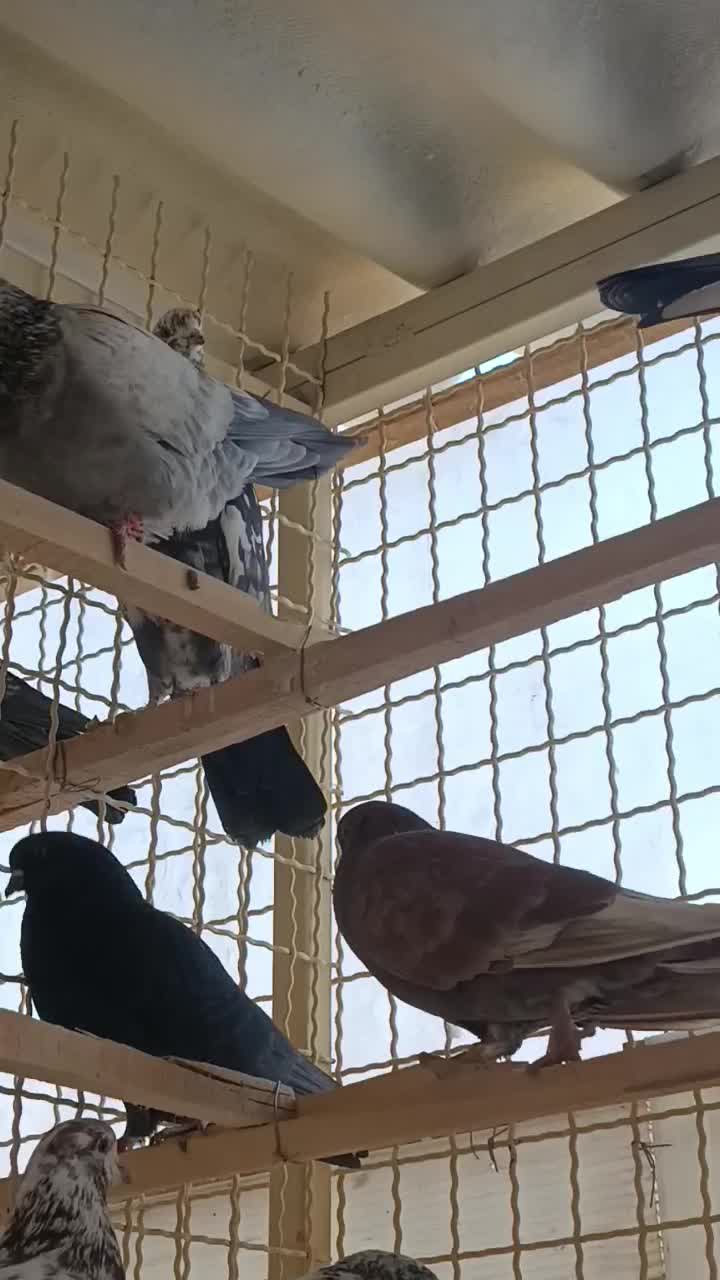 کبوتر|پرنده|کاشان, رسالت|دیوار