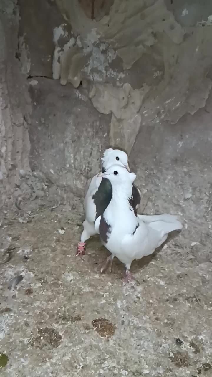 طوقی ماده|پرنده|مانه, |دیوار