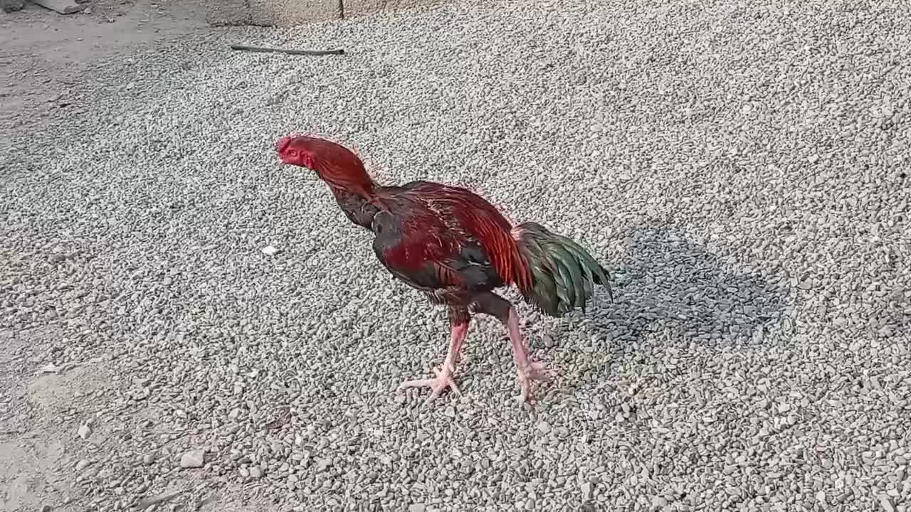 لل خروس نسل دار|حیوانات مزرعه|میناب, |دیوار