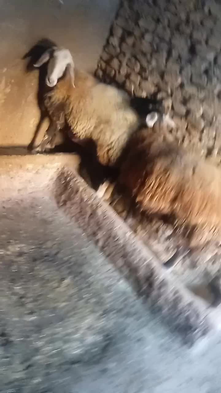 دوعدد گوسفنده ماده|حیوانات مزرعه|خان ببین, |دیوار