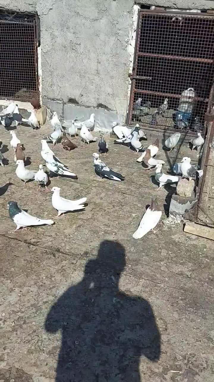 ۵۲ عدد پرشتی|پرنده|خرم‌آباد, |دیوار