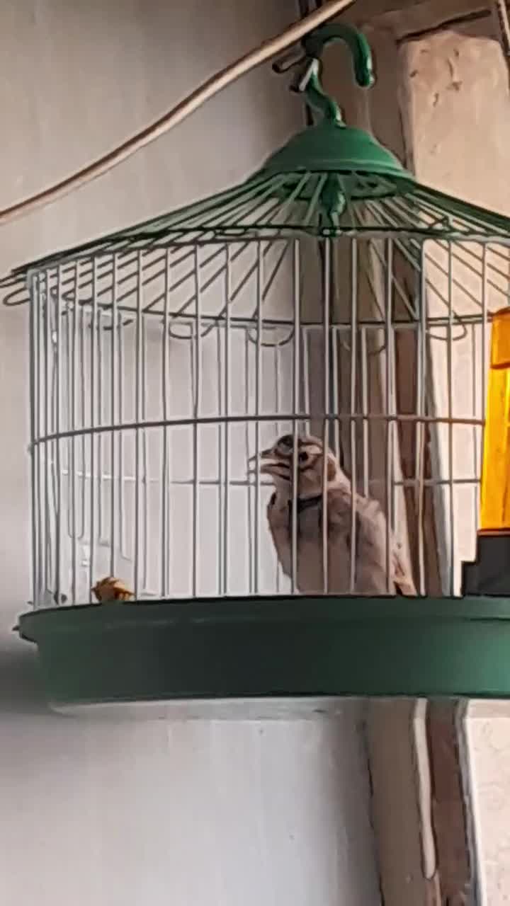 سهره خاکی دهن هزار|پرنده|قم, دروازه ری|دیوار