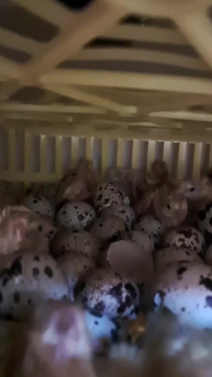 دستگاه جوجه کشی-/دارای شانه همه کاره/|لوازم جانبی حیوانات|رباطکریم, رباطکریم|دیوار