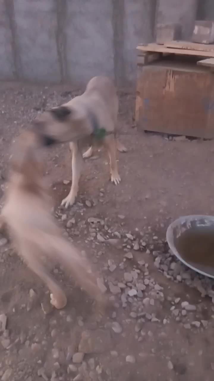 سگ ماده عراقی|سگ|کرج, سی متری صنعتکاران|دیوار