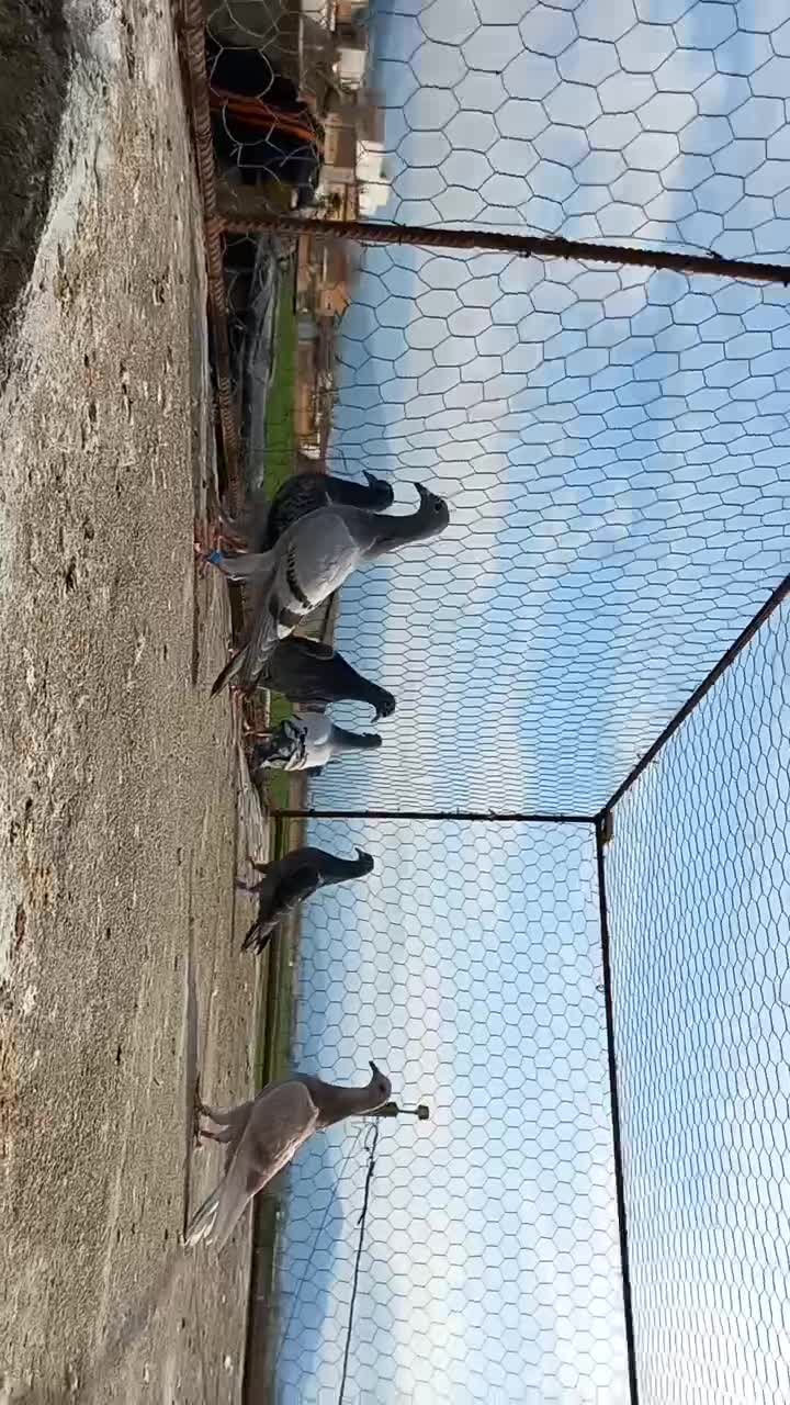 ۷ عدد جوجه پلاکی|پرنده|نگین شهر, |دیوار