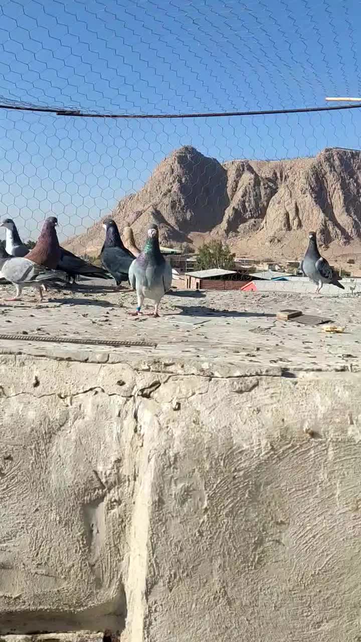 14تانرپریده|پرنده|کرمان, |دیوار