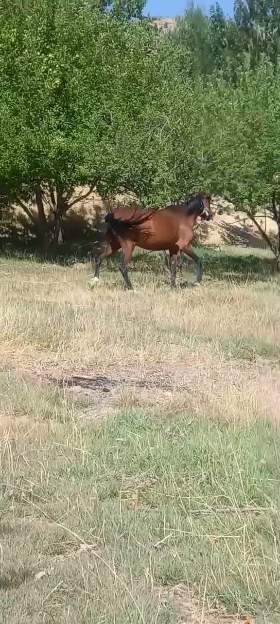 مادیان با کره یک ساله|اسب و تجهیزات اسبسواری|خرمآباد, |دیوار
