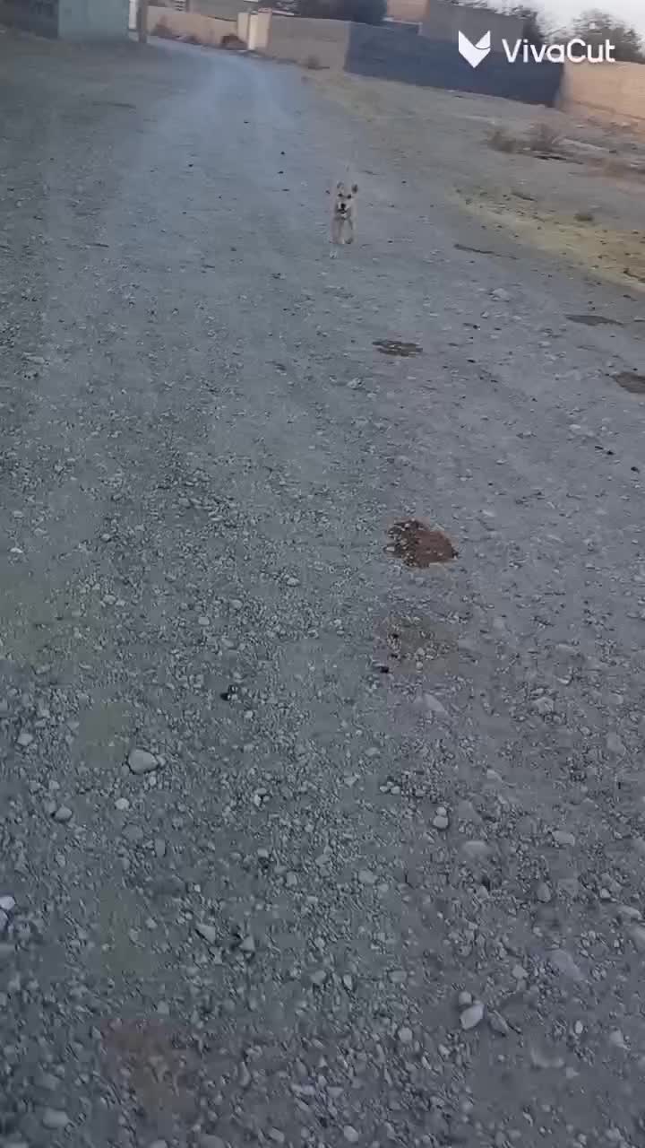 ماده عتیقه فروشی|سگ|چناران, |دیوار