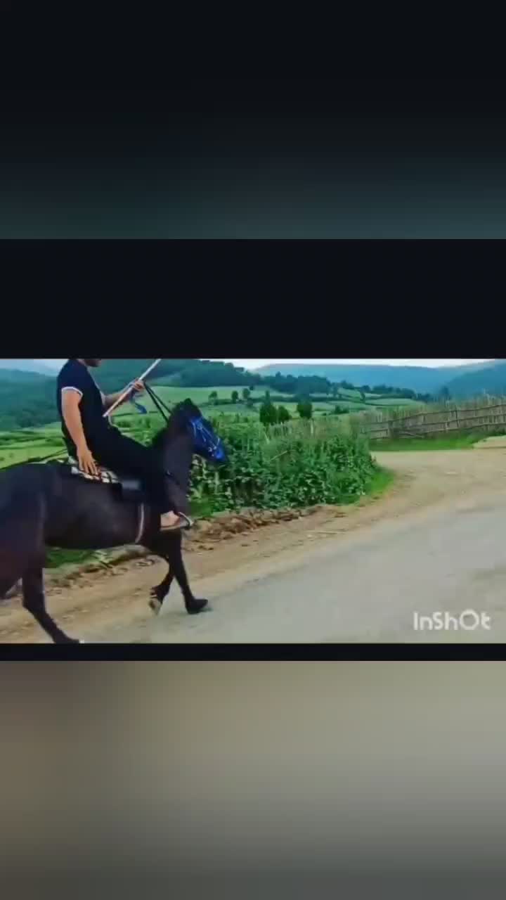 مادیان ترکمنی|اسب و تجهیزات اسب‌سواری|آزادشهر, |دیوار