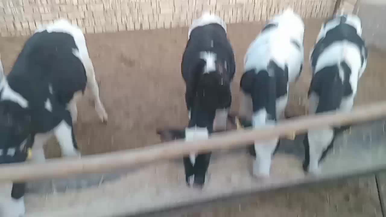 گوساله قطع شیر هلشتاین نر|حیوانات مزرعه|ساوه, |دیوار