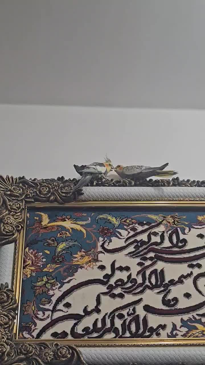 گل باقالی (سلطان)|پرنده|اندیمشک, |دیوار