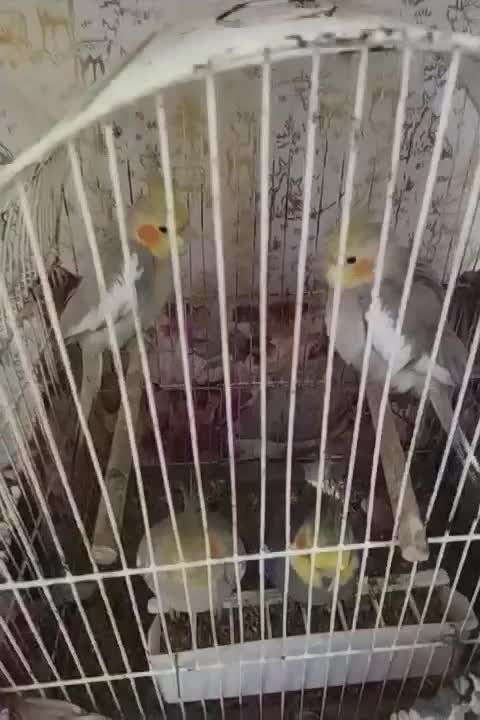 عروس هلندی|پرنده|رودبار, |دیوار