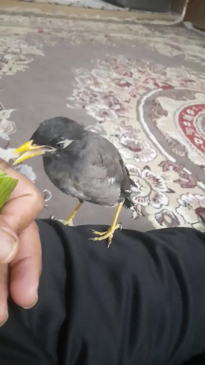 مرغ مینا نر دستی افقانی|پرنده|امیدیه, |دیوار