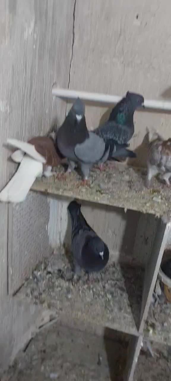 کبوتر|پرنده|اشنویه, |دیوار