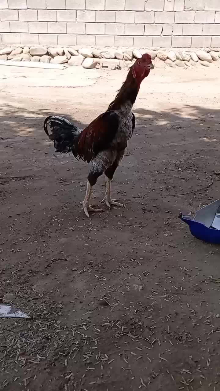 خروس|حیوانات مزرعه|میناب, |دیوار