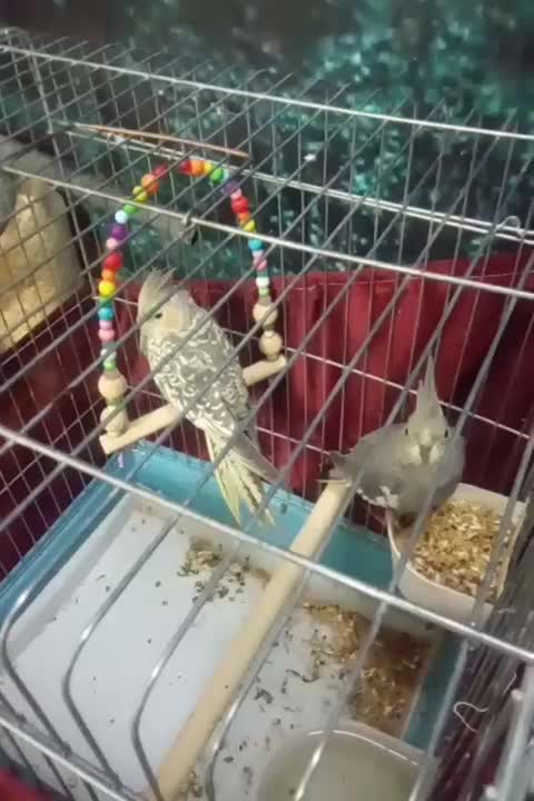 سه تا جوجه عروس هلندی دون خور|پرنده|پاکدشت, پاکدشت (مامازند)|دیوار