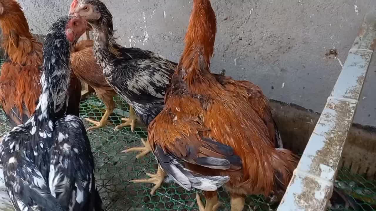 مرغ و خروس لاری و برهما اصل و نسلدار|حیوانات مزرعه|مشهد, شهید بهشتی|دیوار