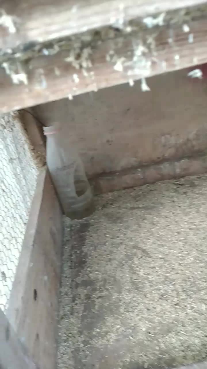 کبوتر مسافتی|پرنده|سنگر, |دیوار