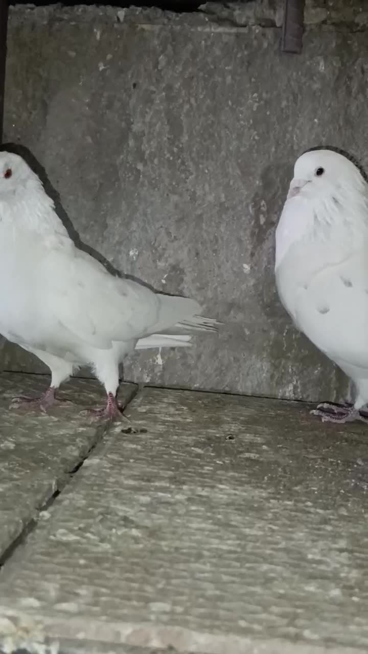 کبوتر پرشی|پرنده|بندرعباس, |دیوار