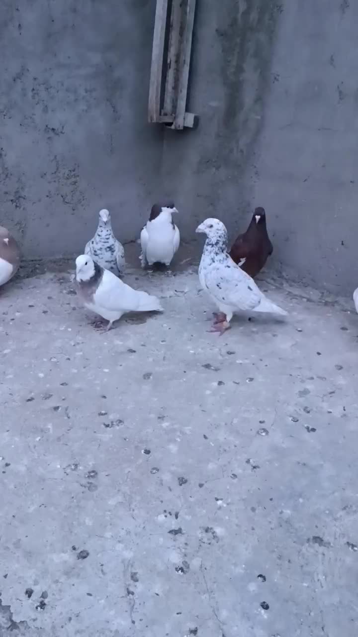 کبوتر 7 عدد|پرنده|ضیاء آباد, |دیوار