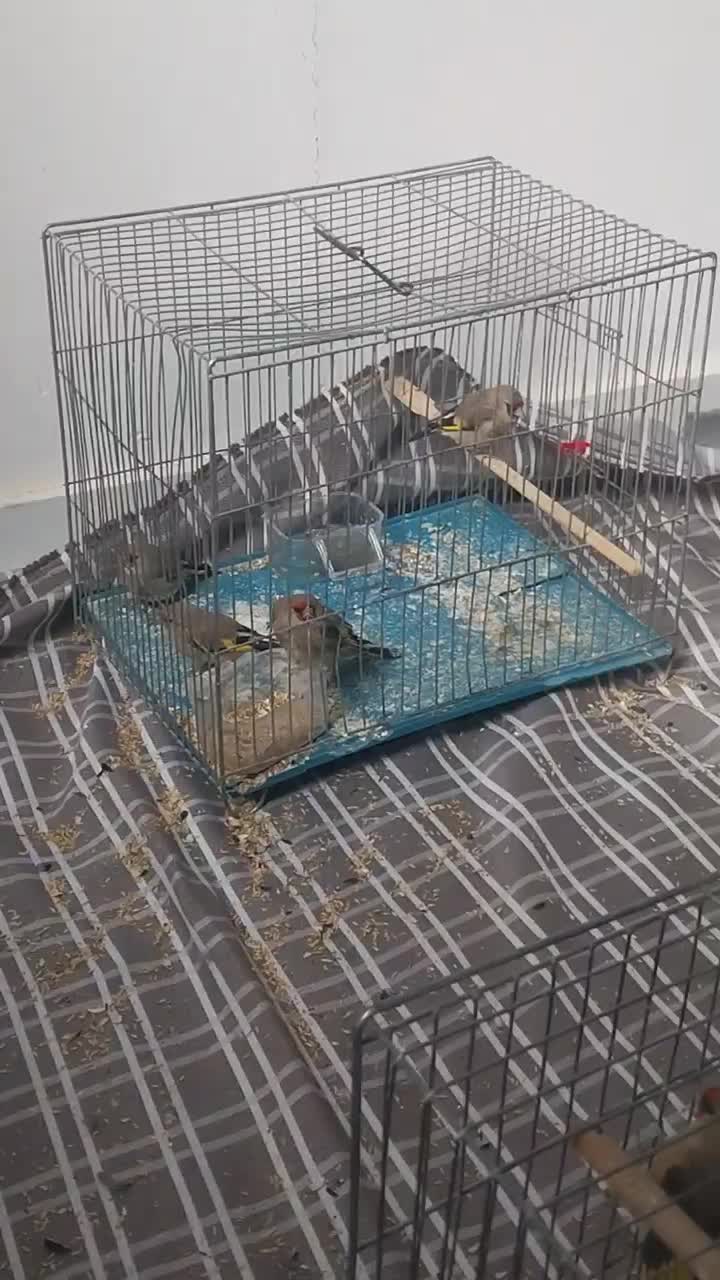 سهره کرمانی|پرنده|تاکستان, |دیوار