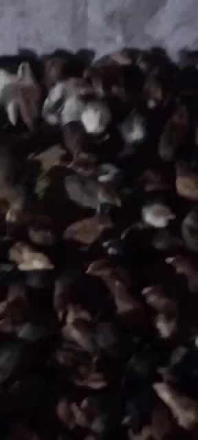 جوجه گلپایگانی یک ماه واکسن زده سالم وبهداشتی|حیوانات مزرعه|اندیمشک, |دیوار